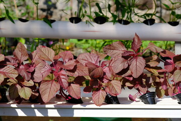 Amaranthus gangeticus is the scientific name for red spinach. This red spinach is cultivated by the hydroponic method. Red spinach has benefits for human health and has high economic value. Macro.