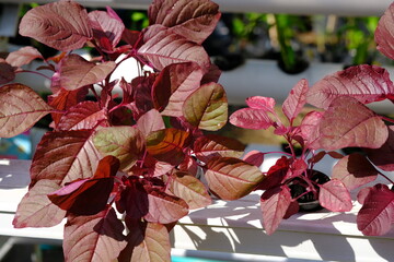 Amaranthus gangeticus is the scientific name for red spinach. This red spinach is cultivated by the hydroponic method. Red spinach has benefits for human health and has high economic value. Macro.