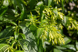 Night blooming jasmine - Cestrum nocturnum