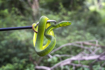 female gumprecht's pit viper - trimeresurus gumprechti coiled around snake catching hook in the nort