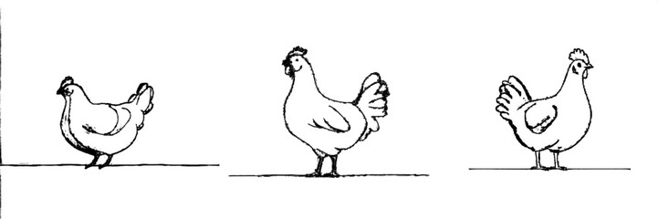 Wall Mural - Drawing style of a hen in continuous line art. Black linear design on a white background with an illustration of a hen. Modern illustration.