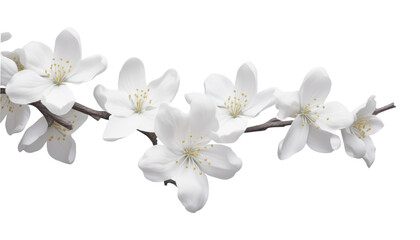 Wall Mural - white flower isolated on transparent background cutout