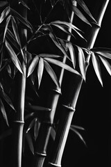 Bamboo Palm. Botany and Elegance in Decorative Tree Branch Design