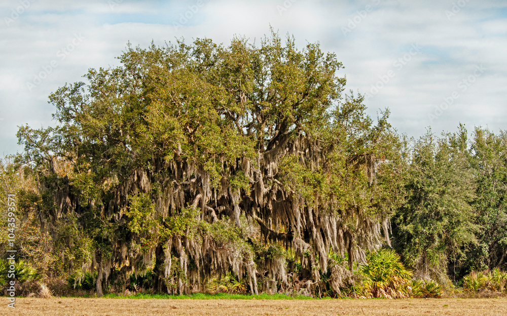 A large Southern Live Oak, Quercus virginiana, draped in Spanish moss ...