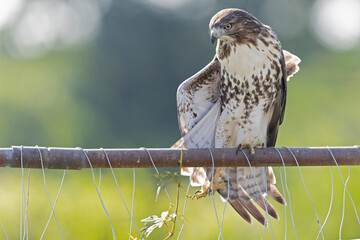 Wall Mural - Red-tailed hawk (Buteo jamaicensis) perched and stretching on a fence.