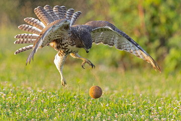 Wall Mural - A juvenile red-tailed hawk (Buteo jamaicensis) playing with a coconut.