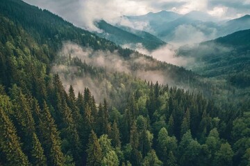 Poster - Aerial view landscape of foggy, misty mountain hills and forests, lush green hills, and relaxing moments with trees in the morning.