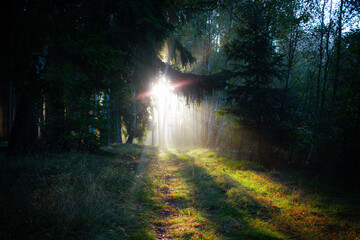 Pathway in the forest with a ray of sunlight as a symbol of something new, secret or life or death, conceptual photo