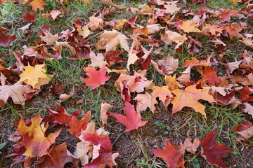 autumn leaves background