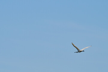 Eurasian Spoonbill, Platalea leucorodia