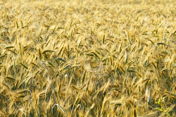 View on a wheat field ripe and golden glowing