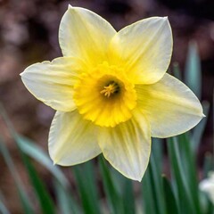 an extreme macro shot of a spring daffodil, zooming in on the intricate patterns of the trumpet-shaped bloom and the delicate ruffles around the edge of the petals