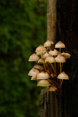 small mushrooms grow on tree trunk in forest close up, dark abstract nature backdrop. fairy tale magic  image with little toadstool mushrooms. autumn harvest season, picking fungi. Forest aesthetics