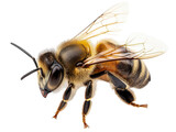 Close-up of a honey bee with detailed wings and textured body.
