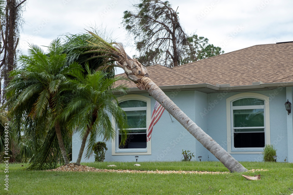 Fallen down palm tree after hurricane in Florida. Consequences of ...