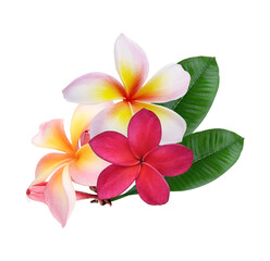 pink red Plumeria, frangipani flowers  on transparent..