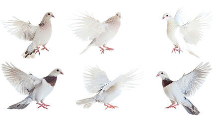 Poster - collection of graceful white pigeons in various poses generative ai