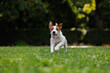 © KDdesignphoto - dog of the Jack Russell Terrier runs through the green grass in the park. animal training.