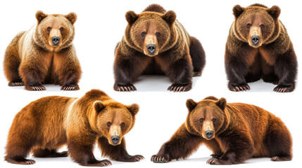 Poster - Isolated Brown Grizzly Bears on Transparent Background Generative AI