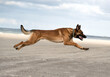 © Katja - Running belgian malinois