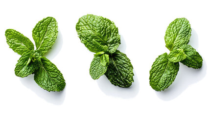 Poster - mint leaves on clear background for cooking generative ai