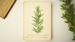 © RaeLi - A page from an old herbarium book featuring a description of the rosemary plant, showcasing rosemary with its green stem and branches.