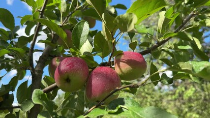 Wall Mural - Apples fruits on tree in orchard.