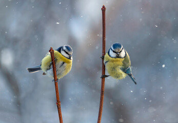 Wall Mural - two blue tits sit in a winter garden under falling snow on branches next to each other