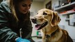 © Fidan - A veterinarian examining a dog in a veterinary clinic