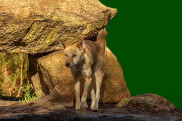 Wall Mural - Australian Dingo Amidst Rocky Terrain