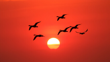 Geese flying over a beautiful sunset.