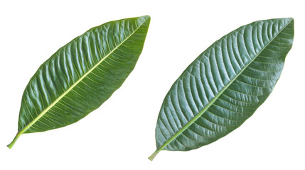 Poster - Tropical Leaves Displayed From Top View on a Transparent Background Generative AI