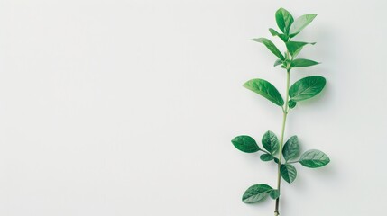 Wall Mural - A single sprig of green leaves extends from the bottom left corner of a plain white background,  a visual reminder to live with intention.