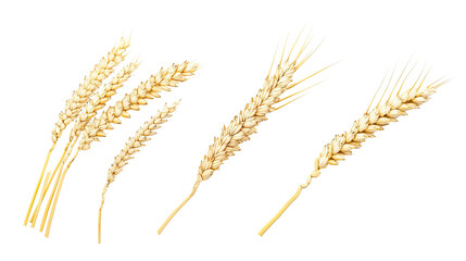 Poster - Collection of Wheat Ears Isolated on a Transparent Background Generative AI