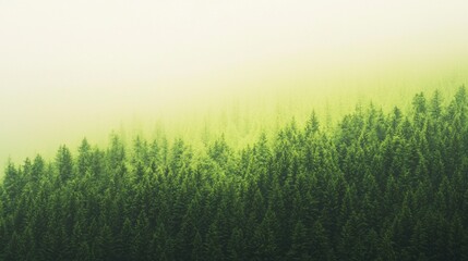 Poster - Evergreen trees cover hillside in fog, creating mysterious, tranquil scene. Morning sunlight adds dreamy feel. Misty forest offers serene haven for peace-seekers