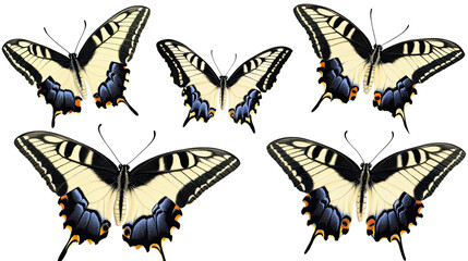 Poster - Yellow Swallowtail Butterflies on Transparent Background Generative AI