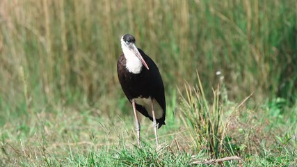 Wall Mural - Asian Woolly-necked Stork preening close-up 4k video.