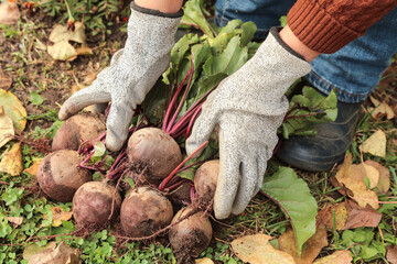 Beetroot autumn harvest in farmer hands close up in garden. Harvesting fresh autumnal organic vegetables