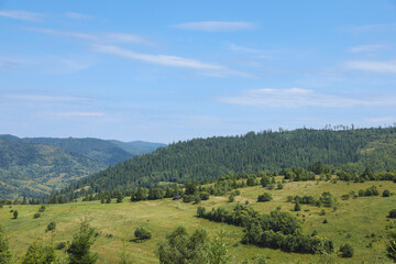 Wall Mural - beautiful view of forest in mountains under blue sky
