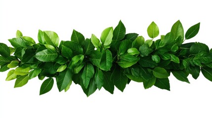 Sticker - Vibrant green leaves arranged on a white isolated background