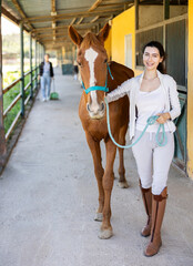 Positive Armenian female owner of horse takes animal out of stall, holds bridle and forces it to follow her. She goes for walk and training with horse, goes out through corridor to racetrack.