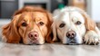 © maesarin - Two adorable dogs lying close on the floor their bodies relaxed and content sharing a calm and peaceful moment of affection and companionship