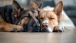 © maesarin - Two loyal and affectionate dogs resting side by side on the floor their heads close together sharing a sweet and tranquil connection in a cozy domestic setting