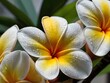 © Rafli - A close-up portrait of charming and beautiful colorful frangipani flowers taken in the flower garden