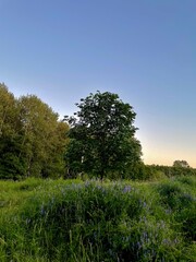 tree in the field