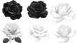 © Johnathan - Black and White Roses on Transparent Background Generative AI