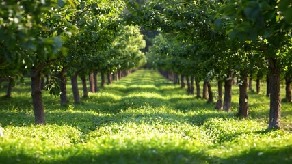 Poster - This vibrant orchard filled with rows of healthy trees reaching towards the sun.