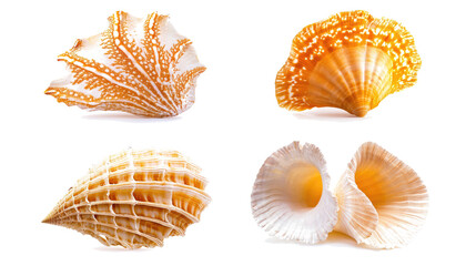 Poster - Collection of Beautiful Seashells Carefully Arranged on a Background Generative AI