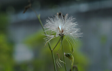 dandelion seed head