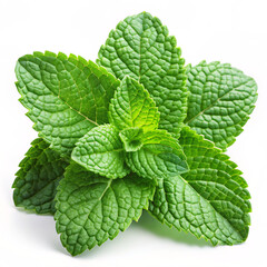 fresh leaves. mint, leaf, herb, plant, peppermint, leaves, isolated, medicine, fresh, nature, food, herbal, ingredient, spearmint, aroma, melissa, aromatic, healthy, garden, white, closeup, menthol, f